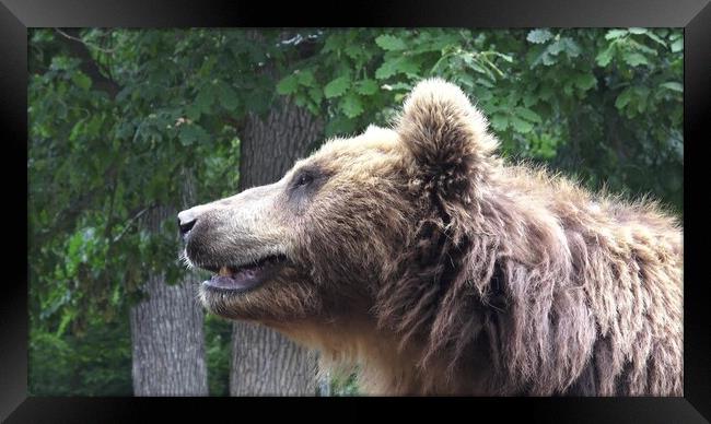 Kamchatka brown bear (Ursus arctos beringianus) Framed Print by Irena Chlubna