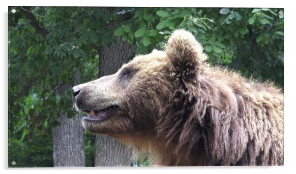 Kamchatka brown bear (Ursus arctos beringianus) Acrylic by Irena Chlubna