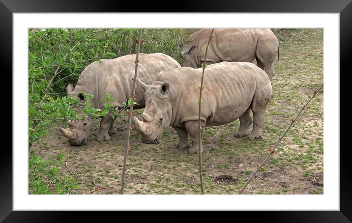 Southern white rhinoceros (Ceratotherium simum simum). Critically endangered animal species. Framed Mounted Print by Irena Chlubna