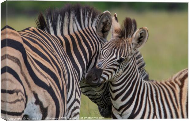 Plains Zebras bonding Canvas Print by Adrian Turnbull-Kemp