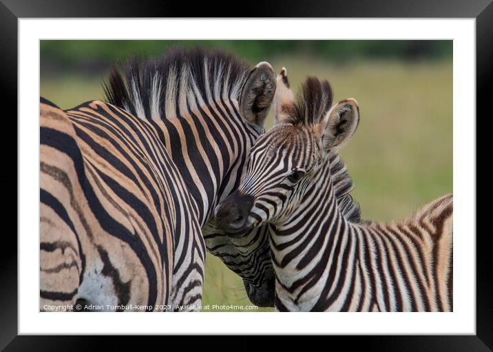 Plains Zebras bonding Framed Mounted Print by Adrian Turnbull-Kemp