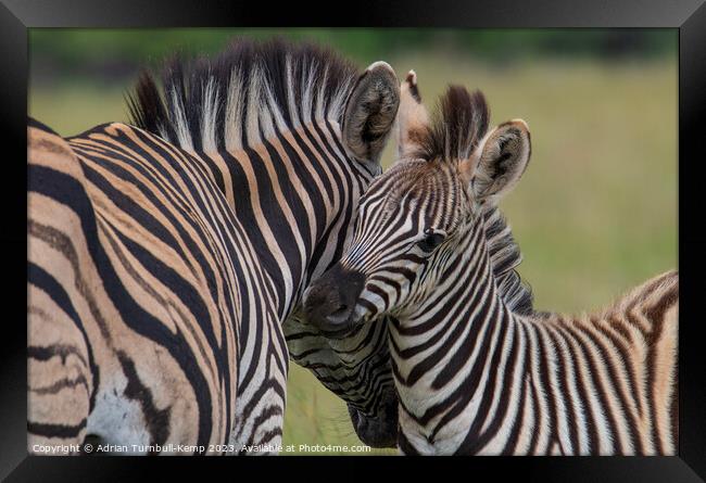 Plains Zebras bonding Framed Print by Adrian Turnbull-Kemp