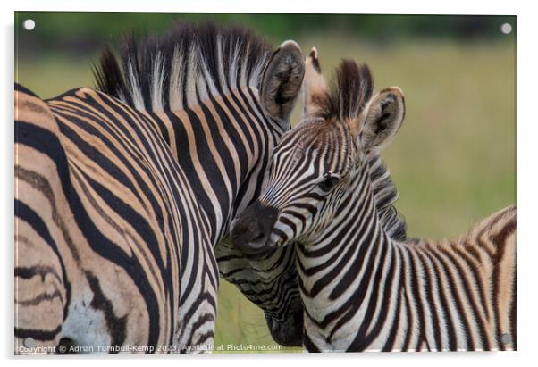 Plains Zebras bonding Acrylic by Adrian Turnbull-Kemp