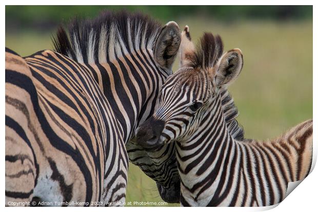 Plains Zebras bonding Print by Adrian Turnbull-Kemp