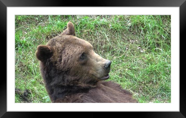 European brown bear eating grass in forest Framed Mounted Print by Irena Chlubna