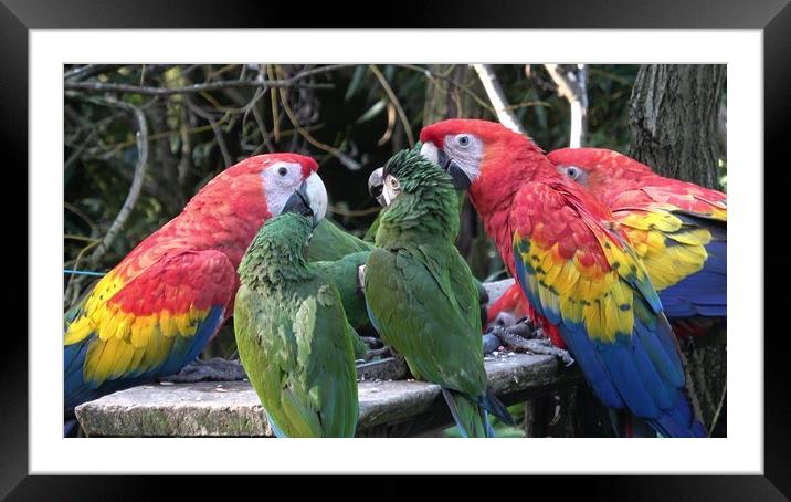 Group of Ara parrots, Red parrot Scarlet Macaw, Ara macao  Framed Mounted Print by Irena Chlubna
