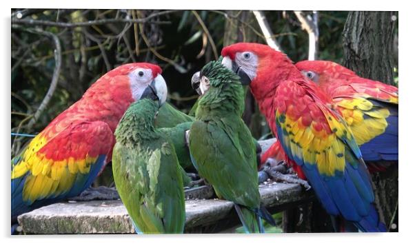 Group of Ara parrots, Red parrot Scarlet Macaw, Ara macao  Acrylic by Irena Chlubna