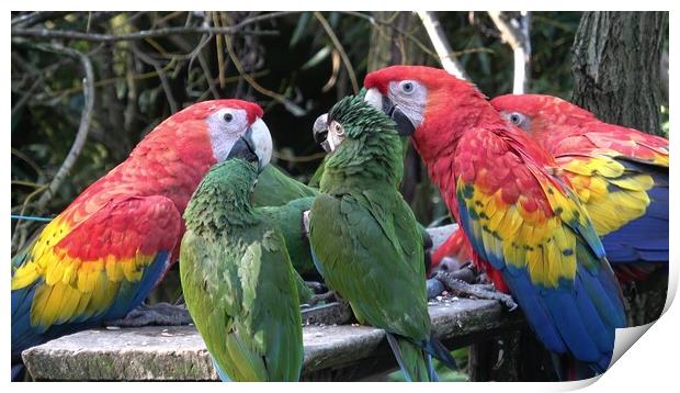 Group of Ara parrots, Red parrot Scarlet Macaw, Ara macao  Print by Irena Chlubna