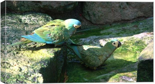 Green parrot (Amazona farinosa)  Green parrot with yellow feathers. Canvas Print by Irena Chlubna