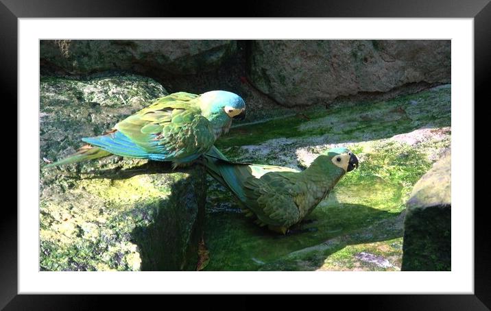 Green parrot (Amazona farinosa)  Green parrot with yellow feathers. Framed Mounted Print by Irena Chlubna
