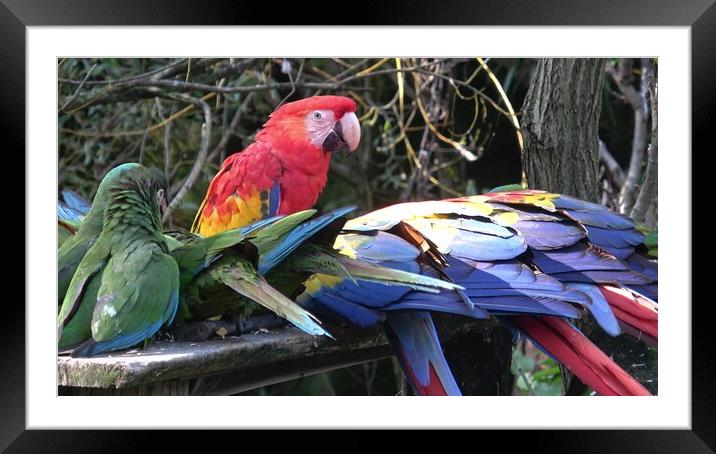 Group of Ara parrots, Red parrot Scarlet Macaw, Ara macao  Framed Mounted Print by Irena Chlubna