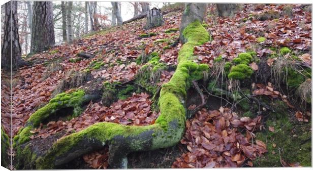 Tree roots with ground covered with moss in forest Canvas Print by Irena Chlubna