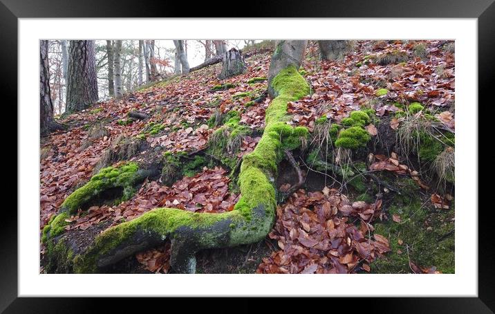 Tree roots with ground covered with moss in forest Framed Mounted Print by Irena Chlubna
