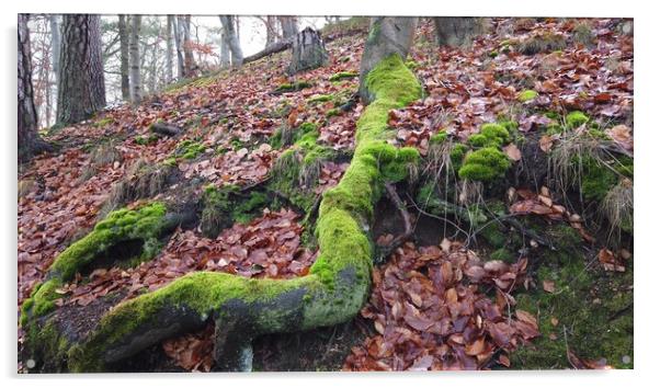 Tree roots with ground covered with moss in forest Acrylic by Irena Chlubna