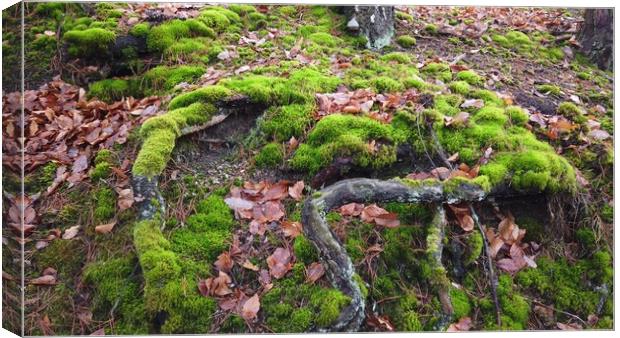Tree roots with ground covered with moss in forest Canvas Print by Irena Chlubna