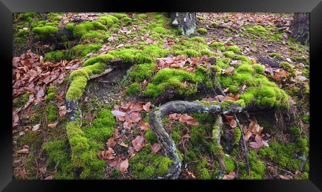 Tree roots with ground covered with moss in forest Framed Print by Irena Chlubna