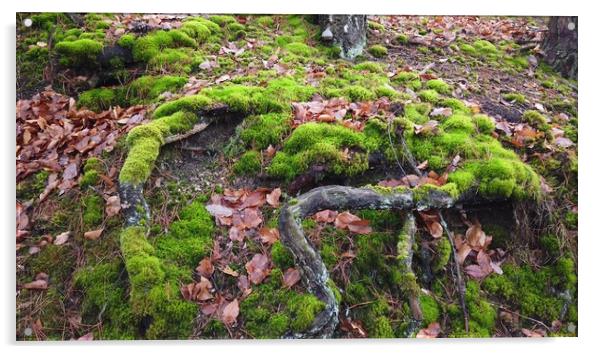 Tree roots with ground covered with moss in forest Acrylic by Irena Chlubna