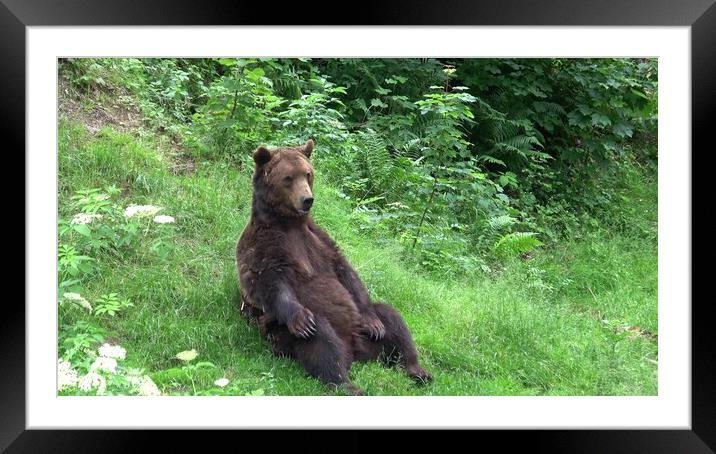Brown bear (Ursus arctos) in the forest Framed Mounted Print by Irena Chlubna