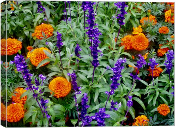 Marigolds and purple flowers Canvas Print by Stephanie Moore