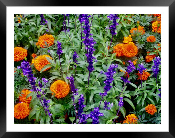 Marigolds and purple flowers Framed Mounted Print by Stephanie Moore