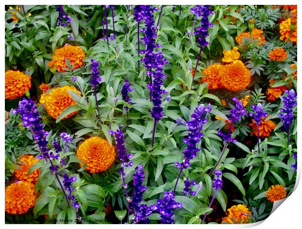 Marigolds and purple flowers Print by Stephanie Moore