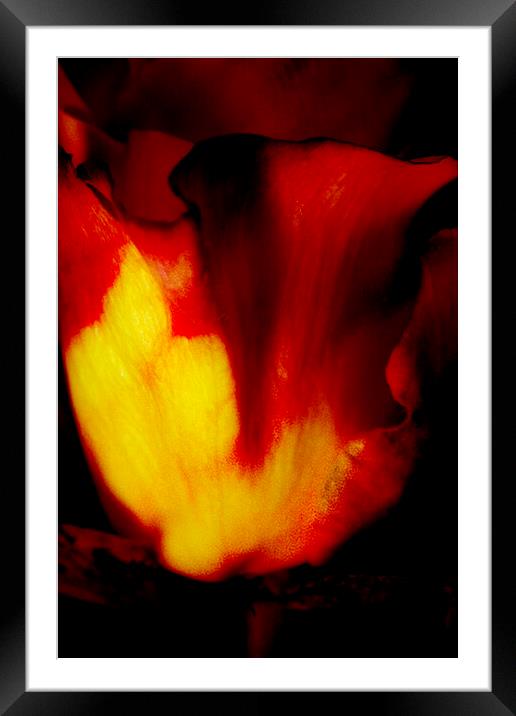 Rose on Fire Framed Mounted Print by Glen Allen