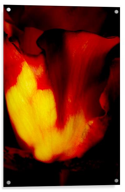 Rose on Fire Acrylic by Glen Allen