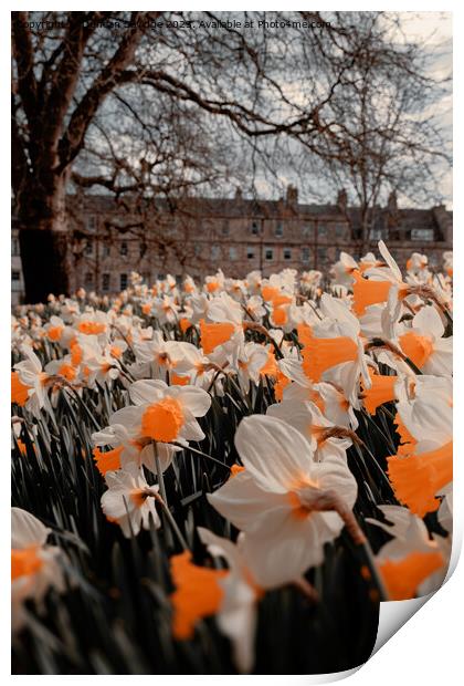 Daffodils at the Rear of Marlborough Buildings Bath Print by Duncan Savidge