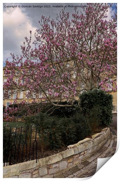 Magolia tulip tree at Cavendish Crescent in Bath Print by Duncan Savidge