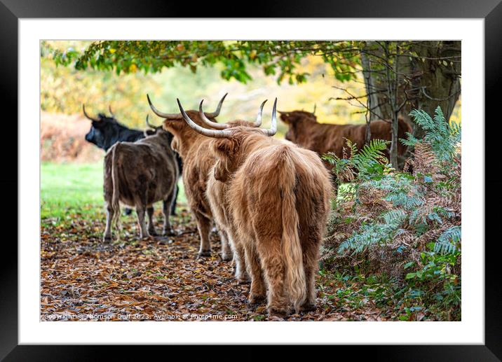 Follow The Herd Framed Mounted Print by Thomson Duff