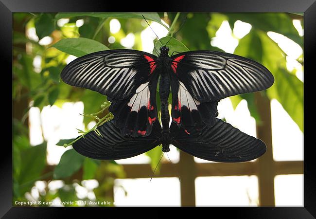 butterflies Framed Print by damien white
