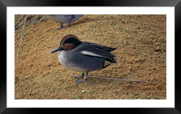 Common Teal or Eurasian Teal (Anas crecca) Framed Mounted Print by Irena Chlubna