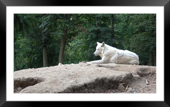 Portrait of arctic wolf. Canis lupus arctos. Framed Mounted Print by Irena Chlubna