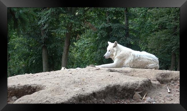 Portrait of arctic wolf. Canis lupus arctos. Framed Print by Irena Chlubna