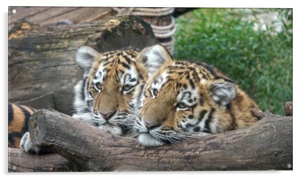 Siberian tiger, Panthera tigris altaica.Two tiger cubs Acrylic by Irena Chlubna