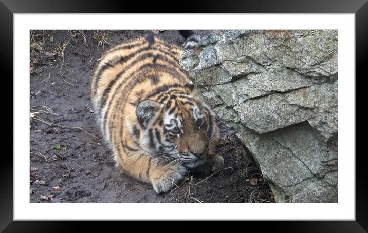 Siberian tiger, Panthera tigris altaica.Tiger cubs Framed Mounted Print by Irena Chlubna