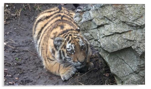 Siberian tiger, Panthera tigris altaica.Tiger cubs Acrylic by Irena Chlubna