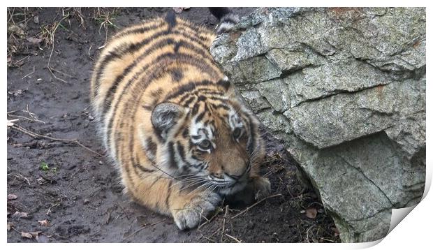 Siberian tiger, Panthera tigris altaica.Tiger cubs Print by Irena Chlubna