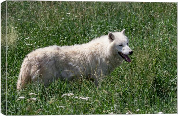 Arctic wolf enjoying the morning sun (Canis lupus arctos) Canvas Print by Irena Chlubna