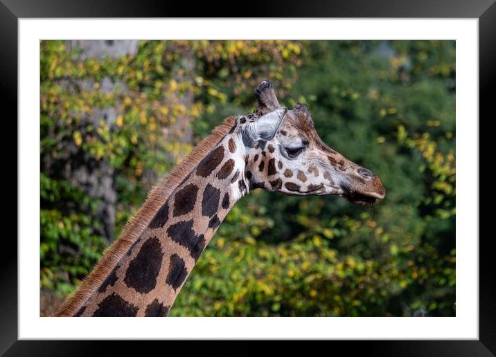 Close-up of giraffe head against trees Framed Mounted Print by Irena Chlubna