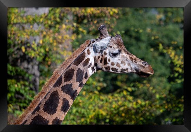 Close-up of giraffe head against trees Framed Print by Irena Chlubna