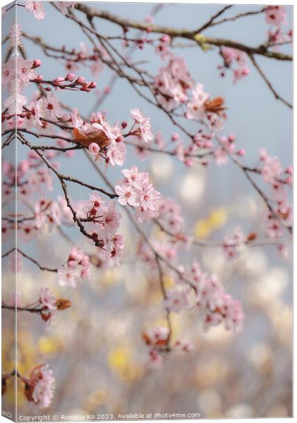 Cherry Blossom  Canvas Print by Rowena Ko