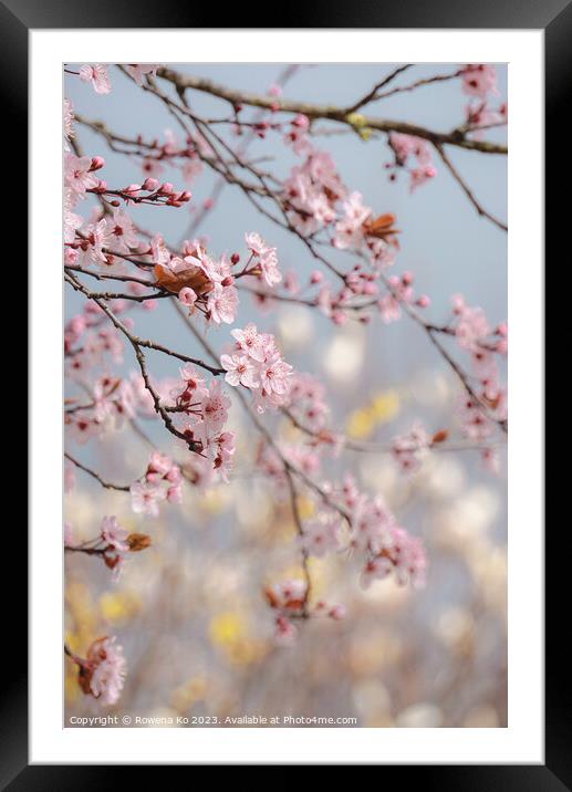 Cherry Blossom  Framed Mounted Print by Rowena Ko