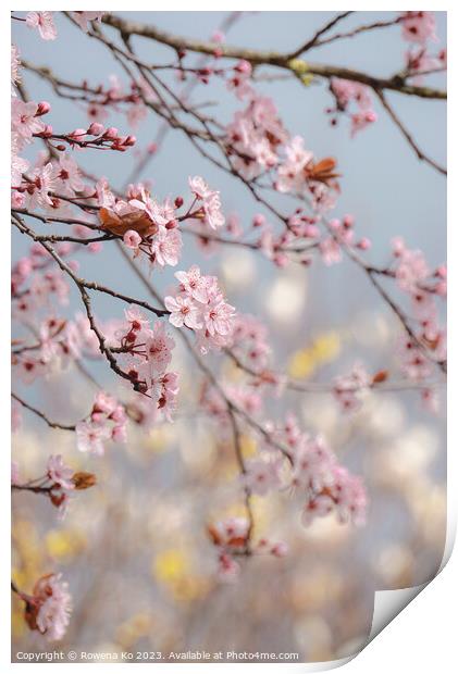 Cherry Blossom  Print by Rowena Ko
