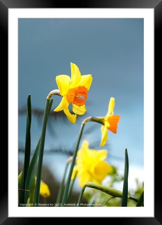 Blooming Daffodil  Framed Mounted Print by Rowena Ko