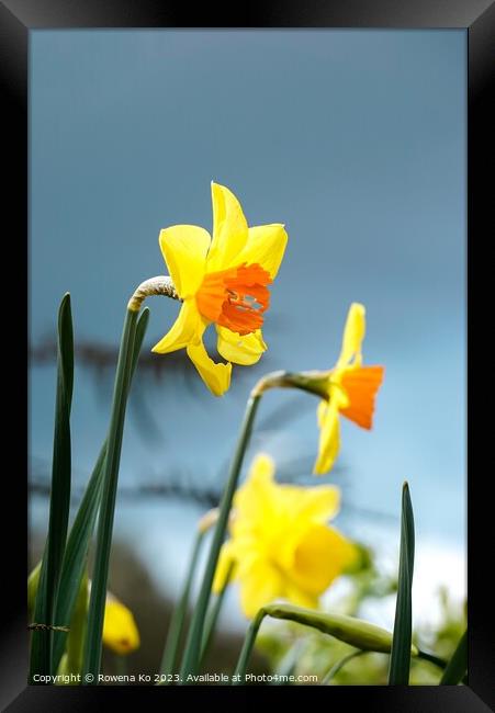 Blooming Daffodil  Framed Print by Rowena Ko