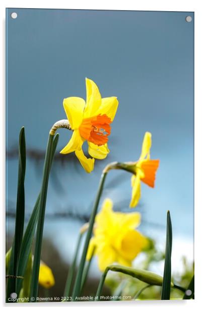 Blooming Daffodil  Acrylic by Rowena Ko