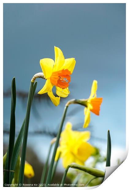Blooming Daffodil  Print by Rowena Ko