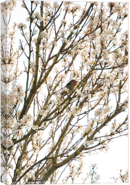 Robin singing in cherry blossom  Canvas Print by Rowena Ko