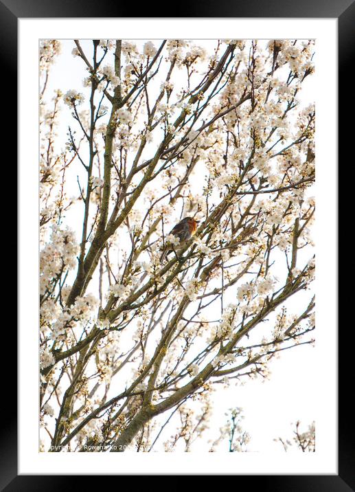Robin singing in cherry blossom  Framed Mounted Print by Rowena Ko